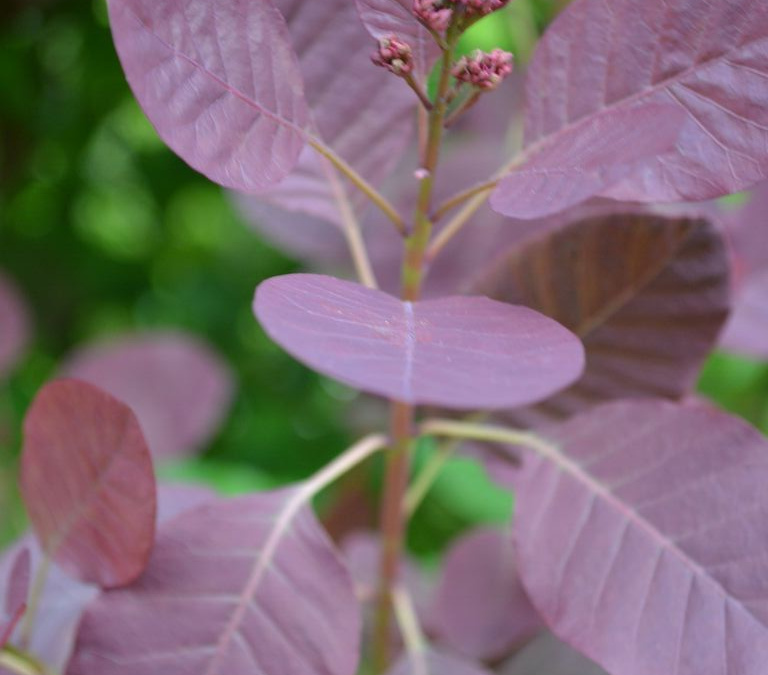 Cotinus coggygria ‘Royal Purple’ – Bordó levelű cserszömörce